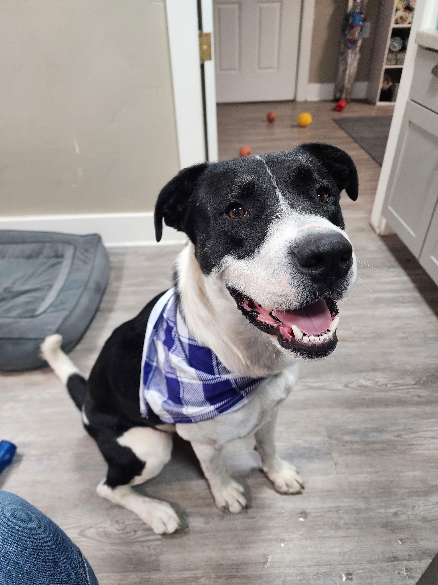 Kassie, Adoptable, Adult Female Mixed Breed.