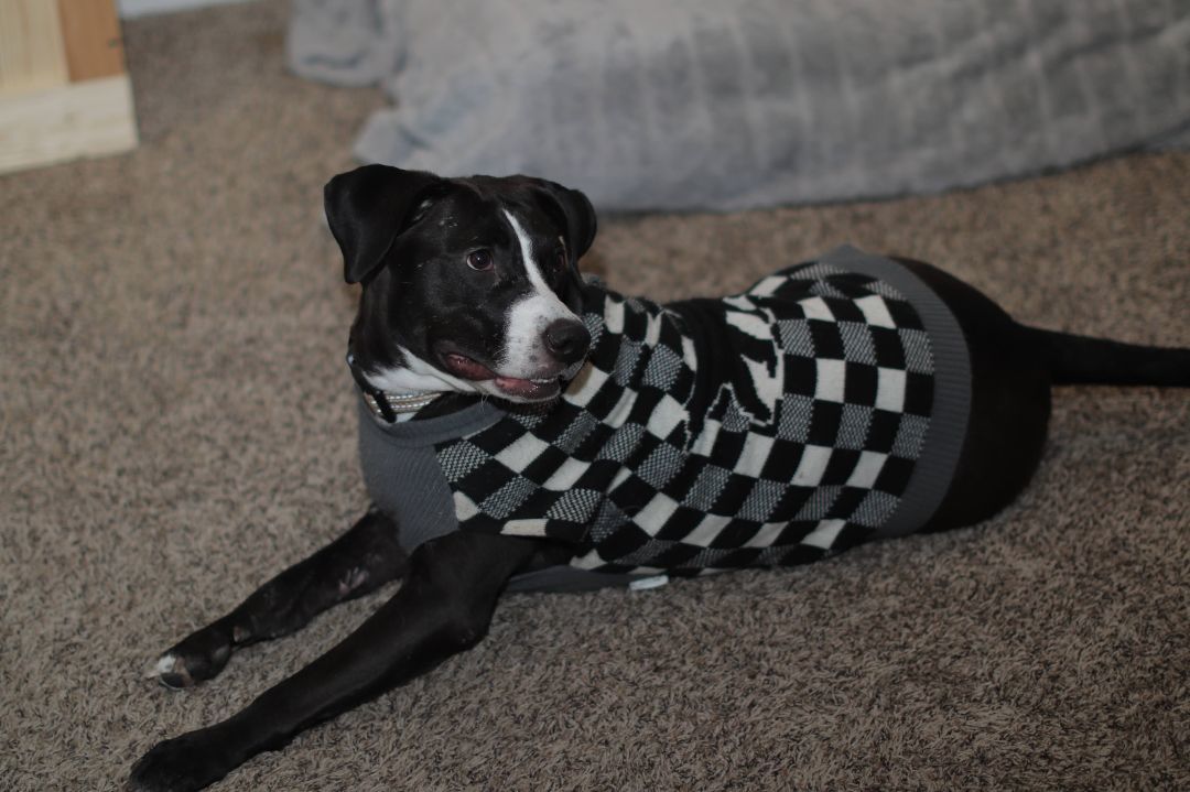 Lilly, a Adoptable mixed breed in INDIANAPOLIS, IN image 4/5