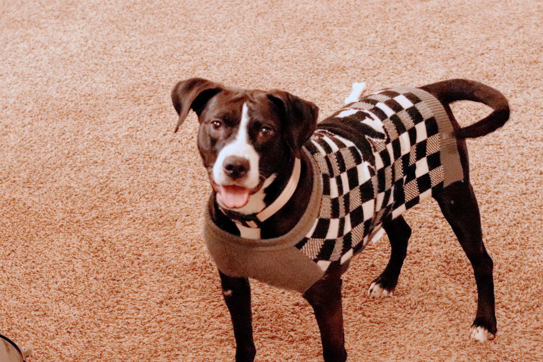 Lilly, a Adoptable mixed breed in INDIANAPOLIS, IN image 3/5