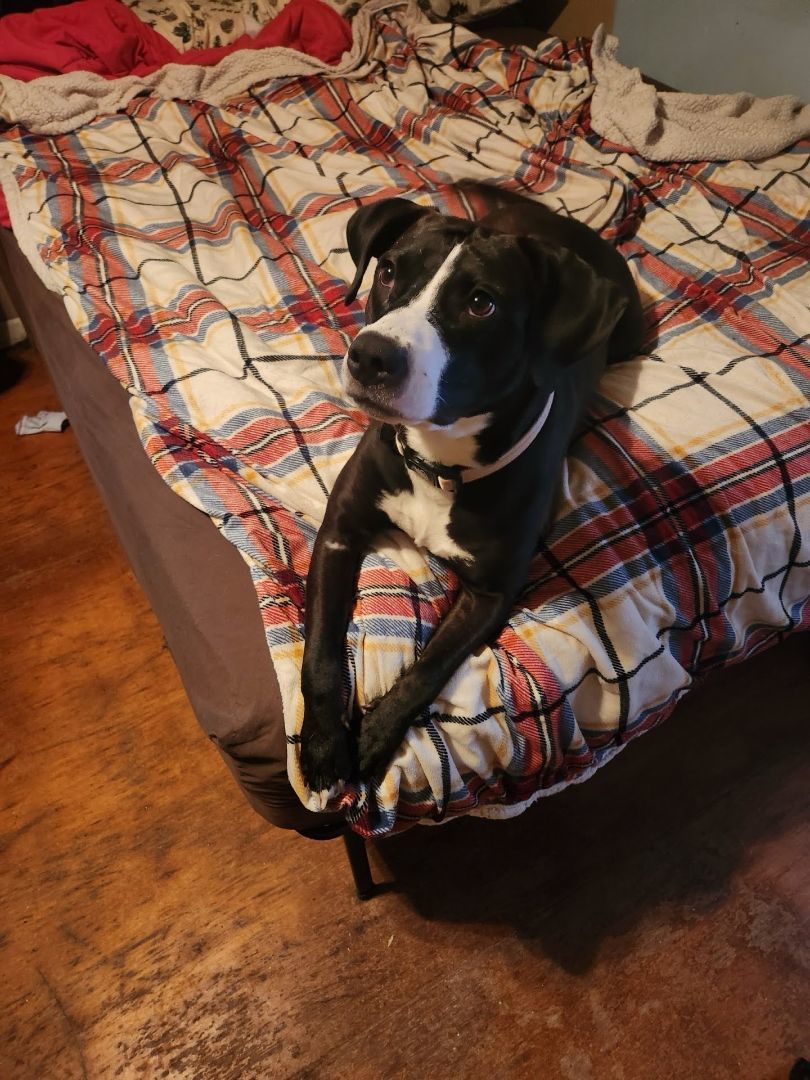 Lilly, a Adoptable mixed breed in INDIANAPOLIS, IN image 2/5