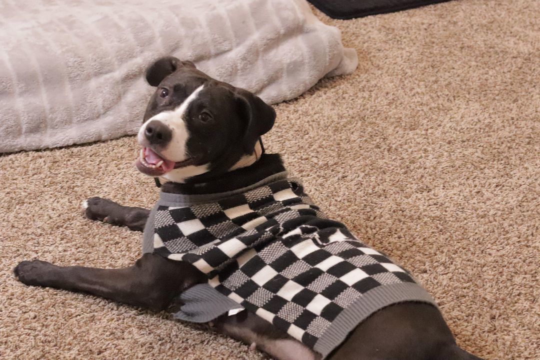 Lilly, Adoptable, Adult Female American Bulldog.