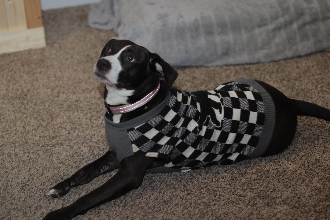 Lilly, a Adoptable mixed breed in INDIANAPOLIS, IN image 5/5