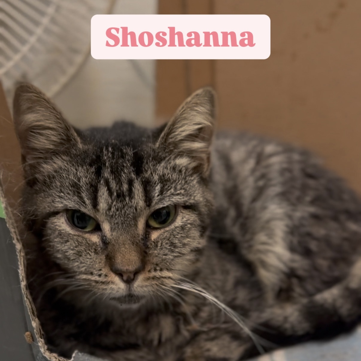 Shoshanna, Adult Female Domestic Short Hair