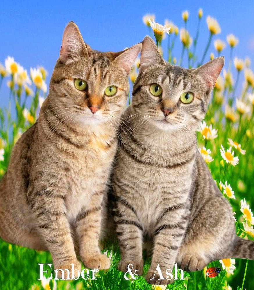 Enlarge Ash *older kitten*, a Adoptable Tabby in Culpeper, VA image 1/1