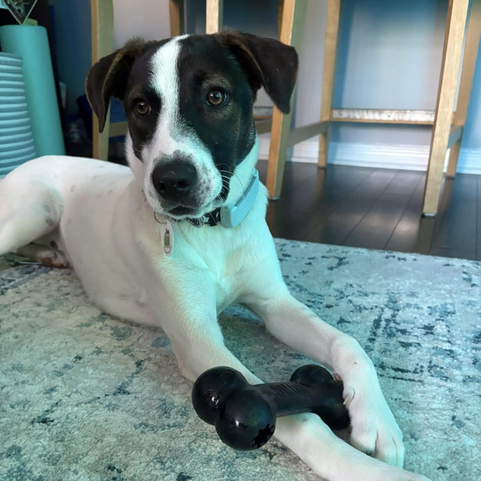 Enlarge Zoe, a ADOPTABLE mixed breed in Toronto, ON image 2/6