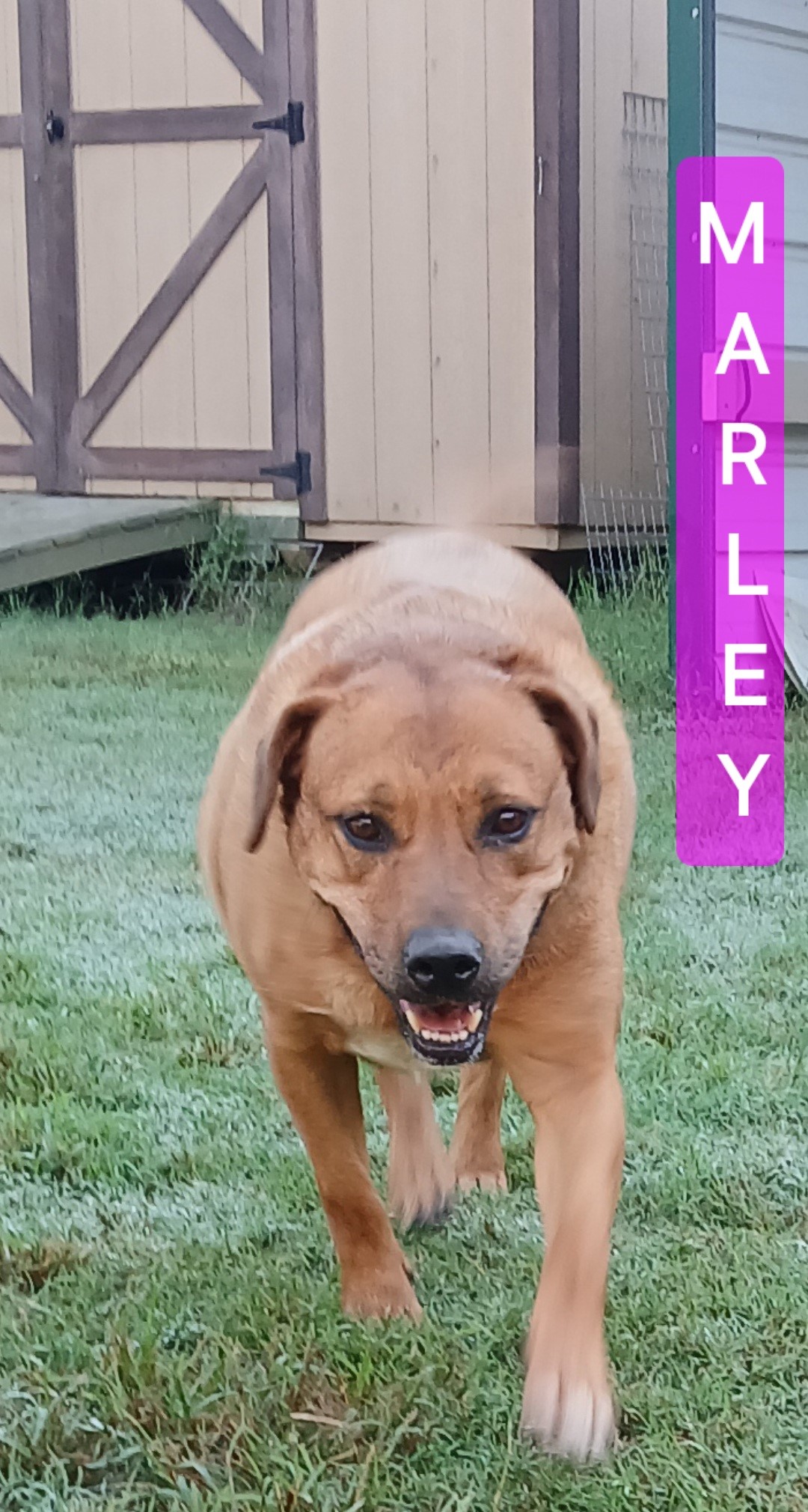 MARLEY, a Adoptable mixed breed in Saint Jo, TX image 1/2
