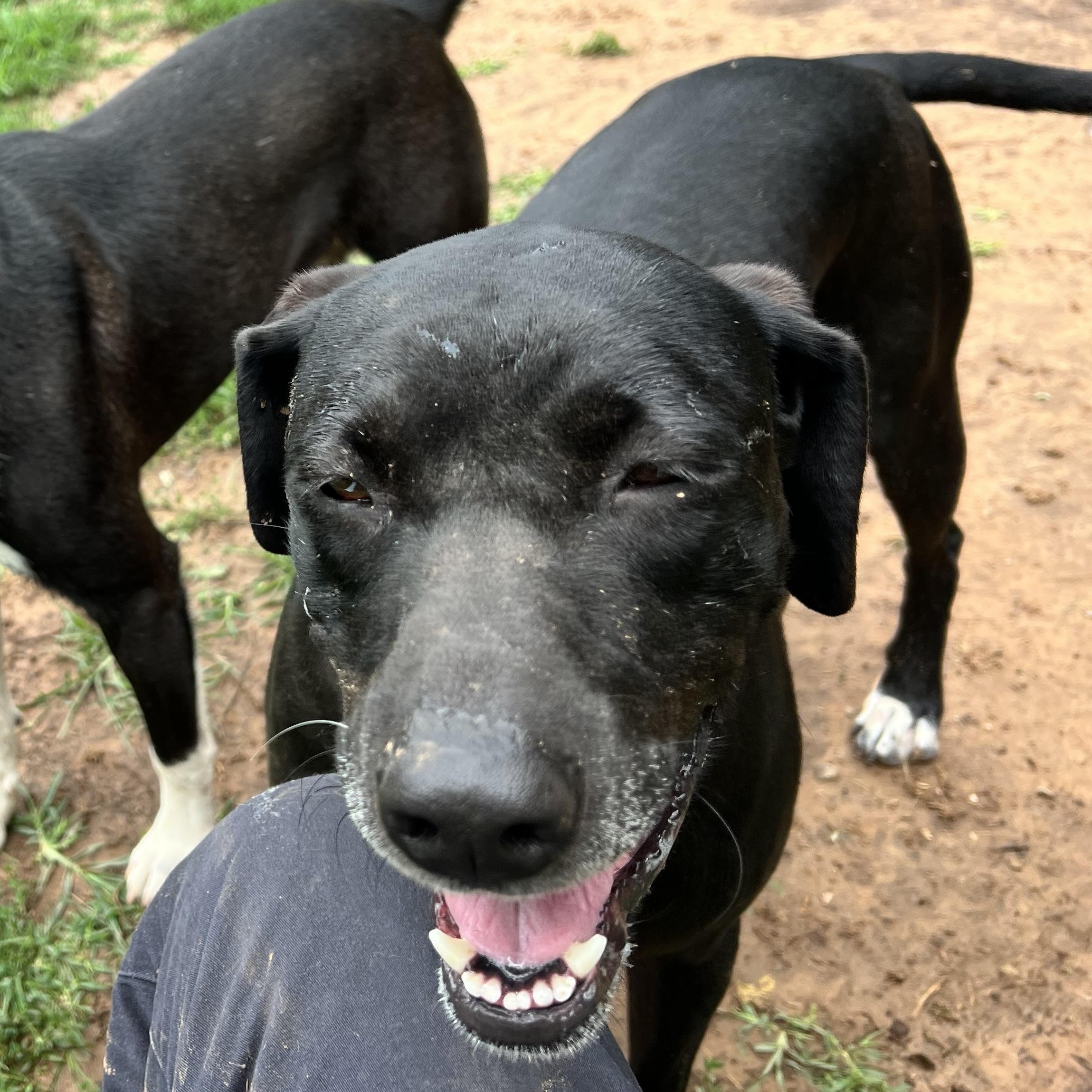 Susie, a Adopted mixed breed in Shawnee, OK image 2/3