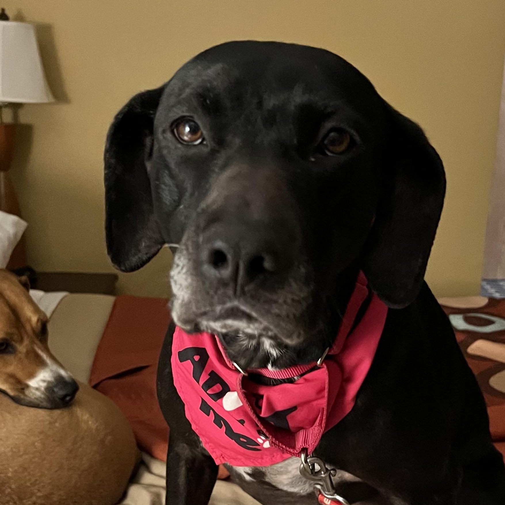 Susie, Adopted, Adult Female Black Labrador Retriever.