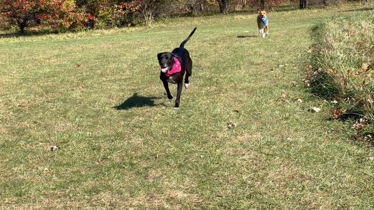 Enlarge Susie, a Adopted mixed breed in Shawnee, OK video 3/3
