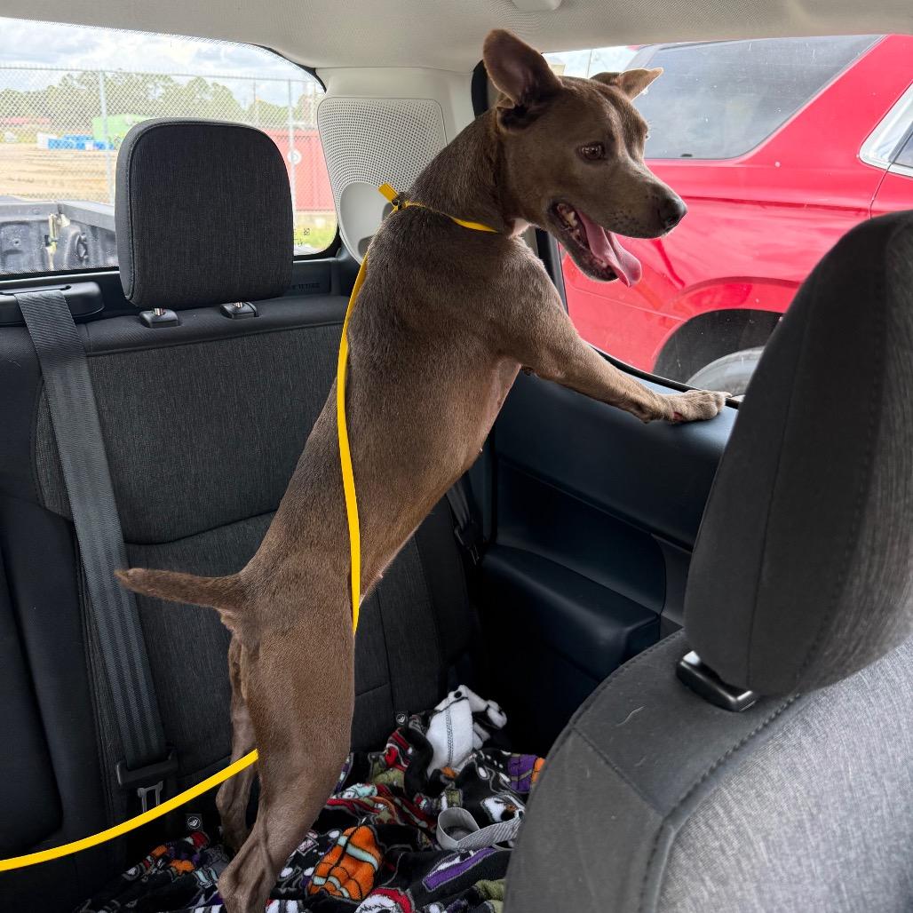 Enlarge Bluey, a Adoptable Patterdale Terrier / Fell Terrier in Lake Jackson, TX image 1/4