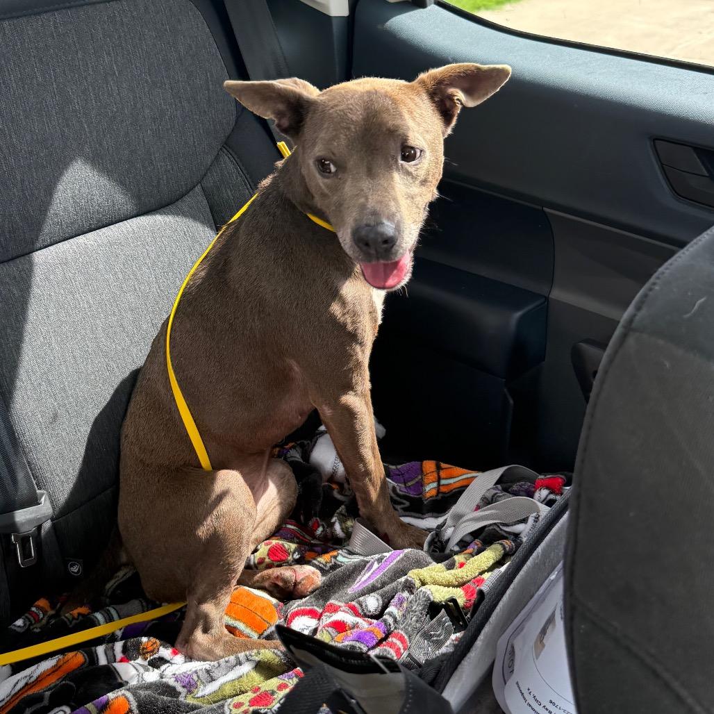 Enlarge Bluey, a Adoptable Patterdale Terrier / Fell Terrier in Lake Jackson, TX image 2/4
