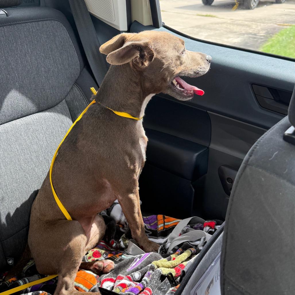 Enlarge Bluey, a Adoptable Patterdale Terrier / Fell Terrier in Lake Jackson, TX image 3/4