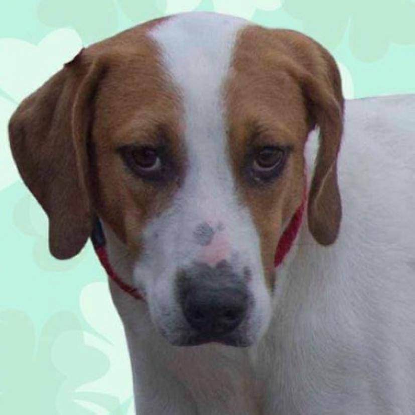 Timber, Adoptable, Adult Female American Foxhound & None.