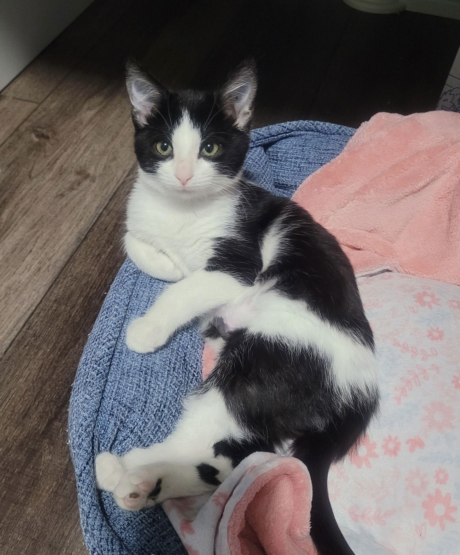 Jack Skellington, Adoptable, Kitten Male Tuxedo & Domestic Short Hair.