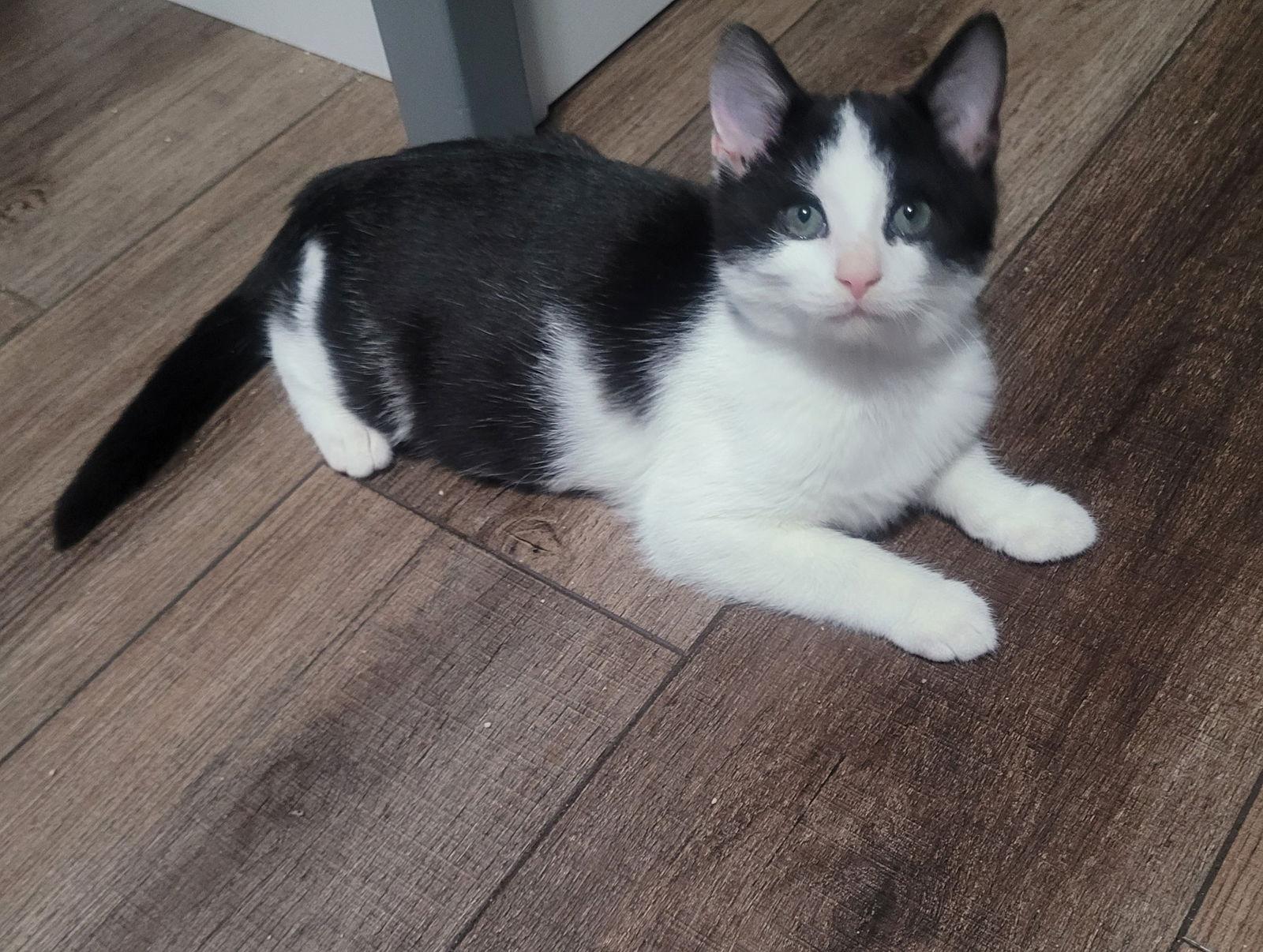 Enlarge Jack Skellington, a Adoptable mixed breed in Georgetown, KY image 2/3