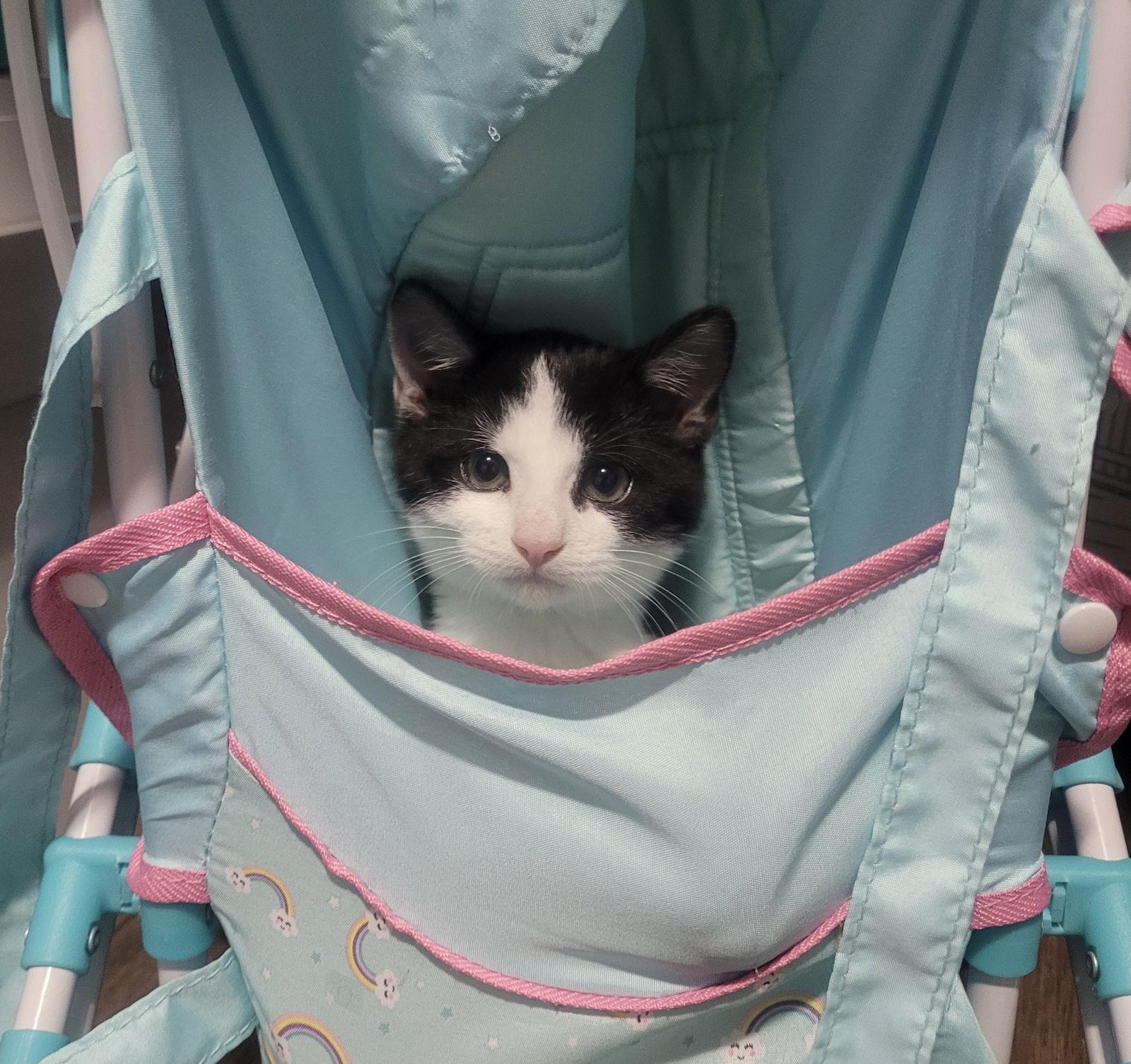 Enlarge Jack Skellington, a Adoptable mixed breed in Georgetown, KY image 3/3