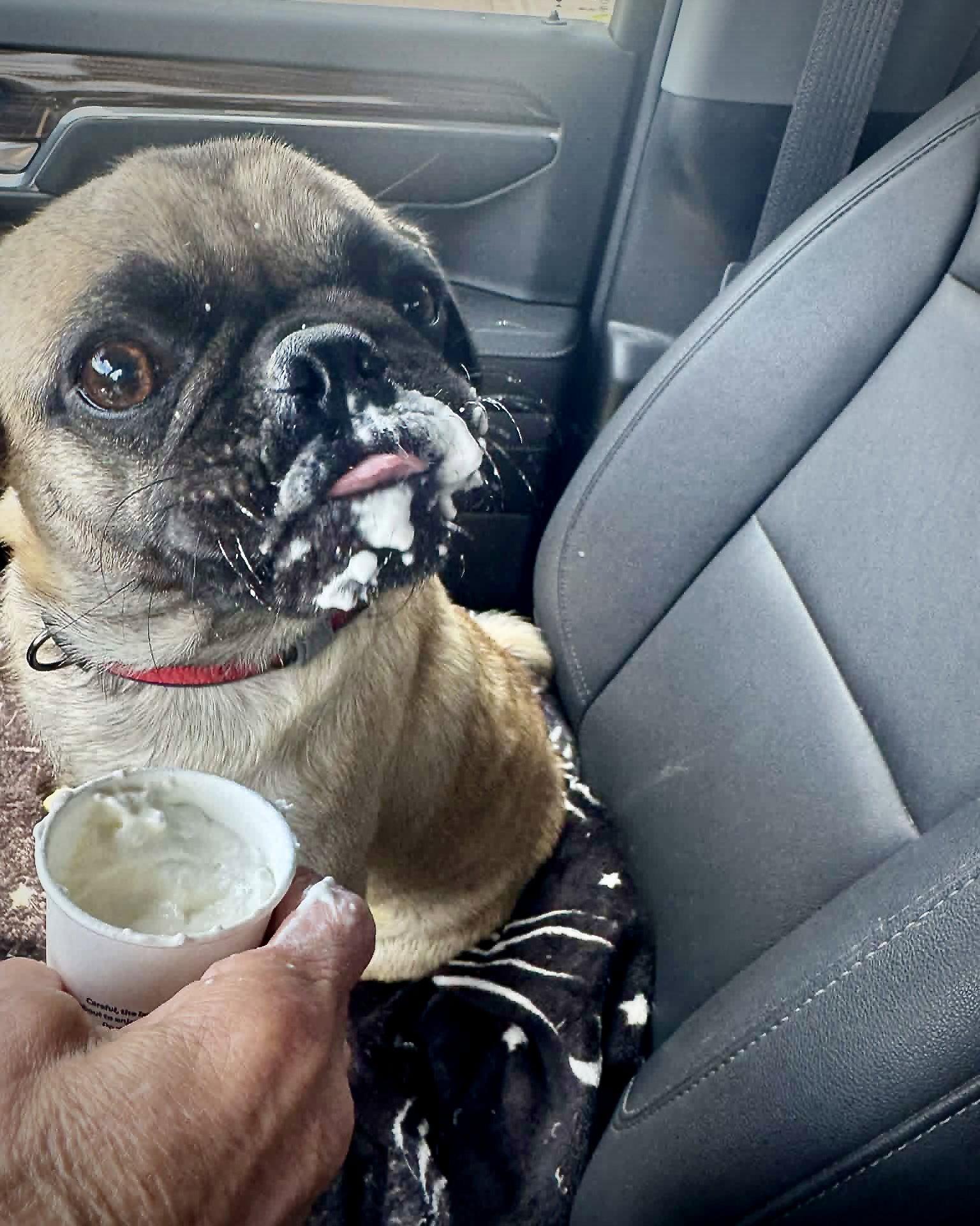 Fiona, Adopted, Young Female Pug.