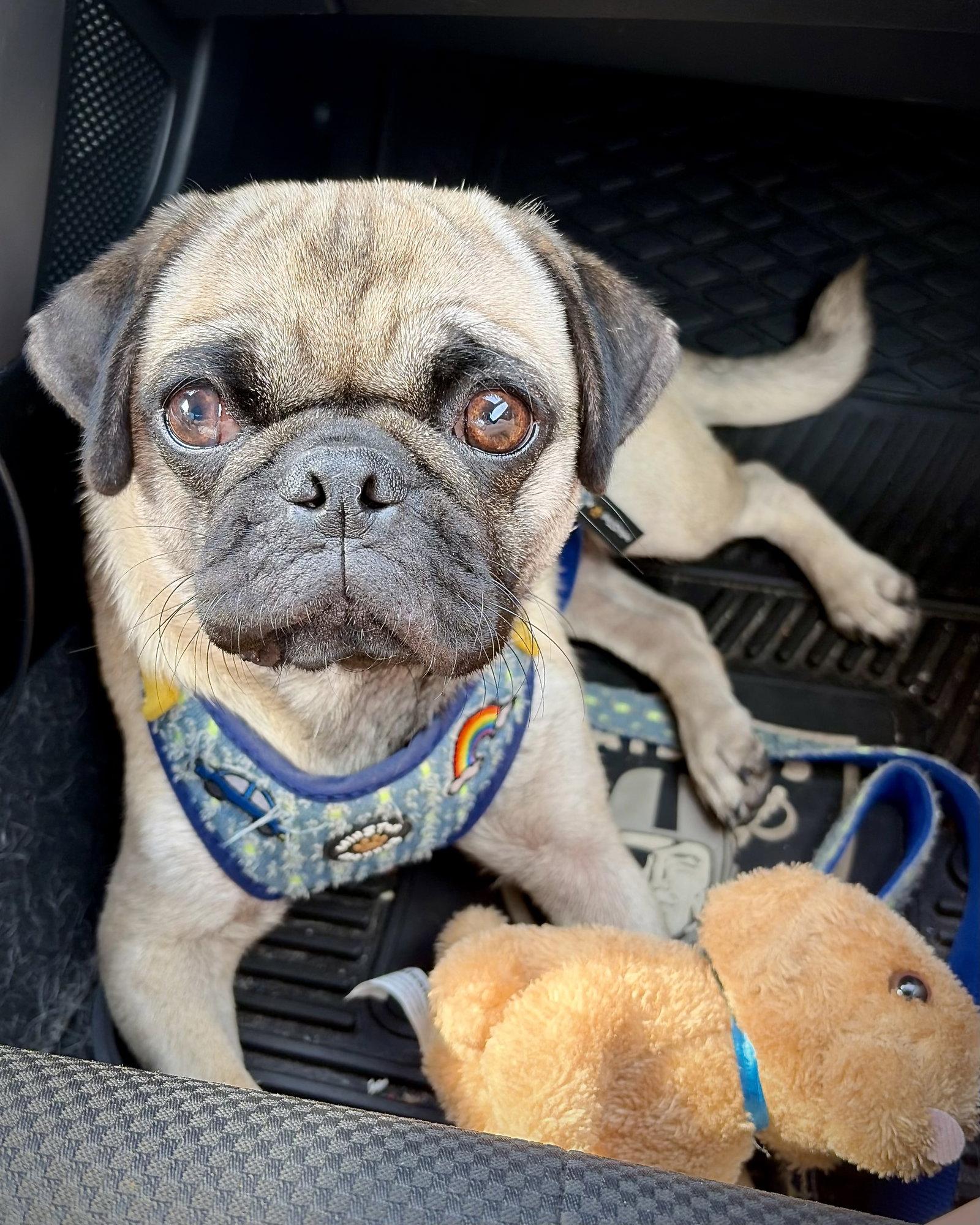 Fiona, a Adopted Pug in Monticello, NY image 3/3