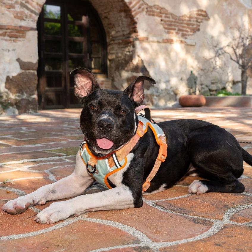 Marlene, Adoptable, Adult Female American Staffordshire Terrier & Dalmatian.