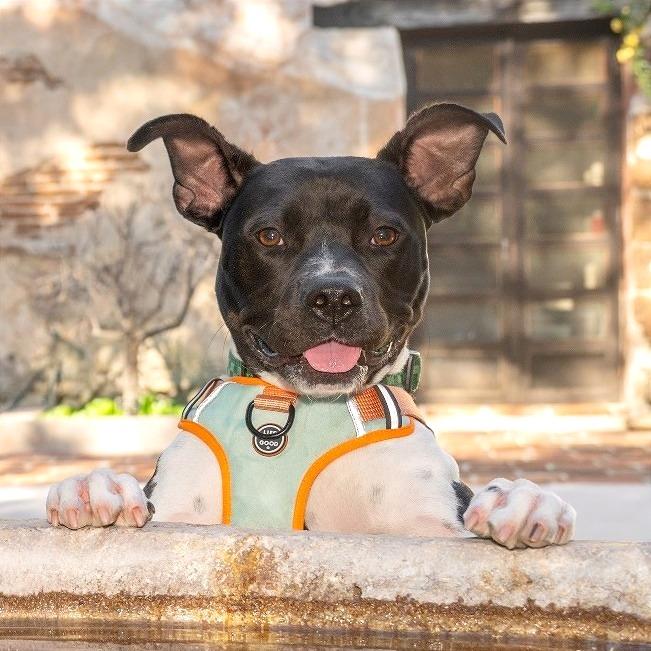 Enlarge Marlene, a Adoptable mixed breed in Pasadena, CA image 2/6