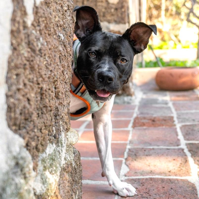 Enlarge Marlene, a Adoptable mixed breed in Pasadena, CA image 3/6