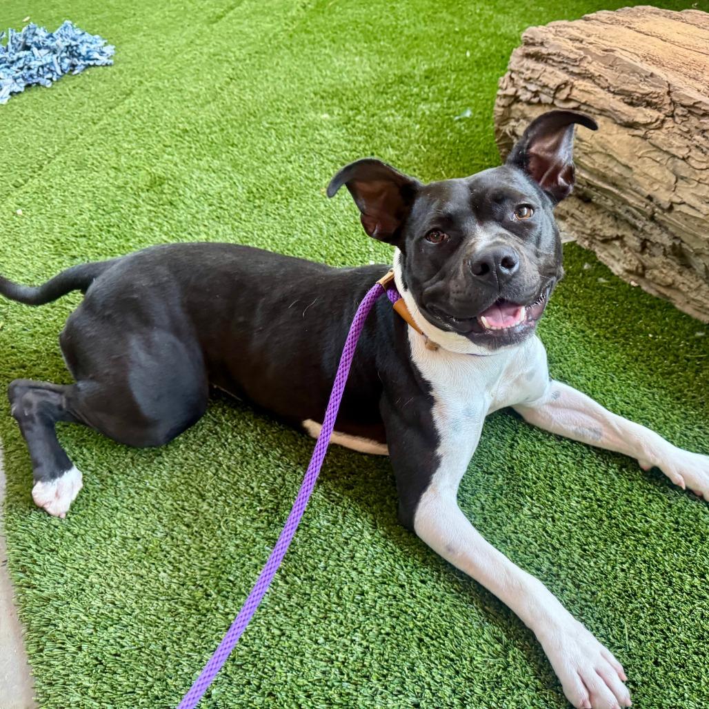 Enlarge Marlene, a Adoptable mixed breed in Pasadena, CA image 4/6