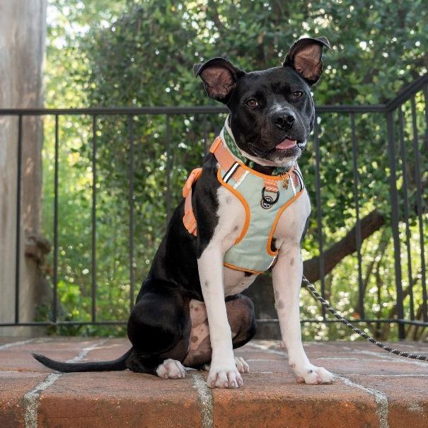 Enlarge Marlene, a Adoptable mixed breed in Pasadena, CA image 2/6