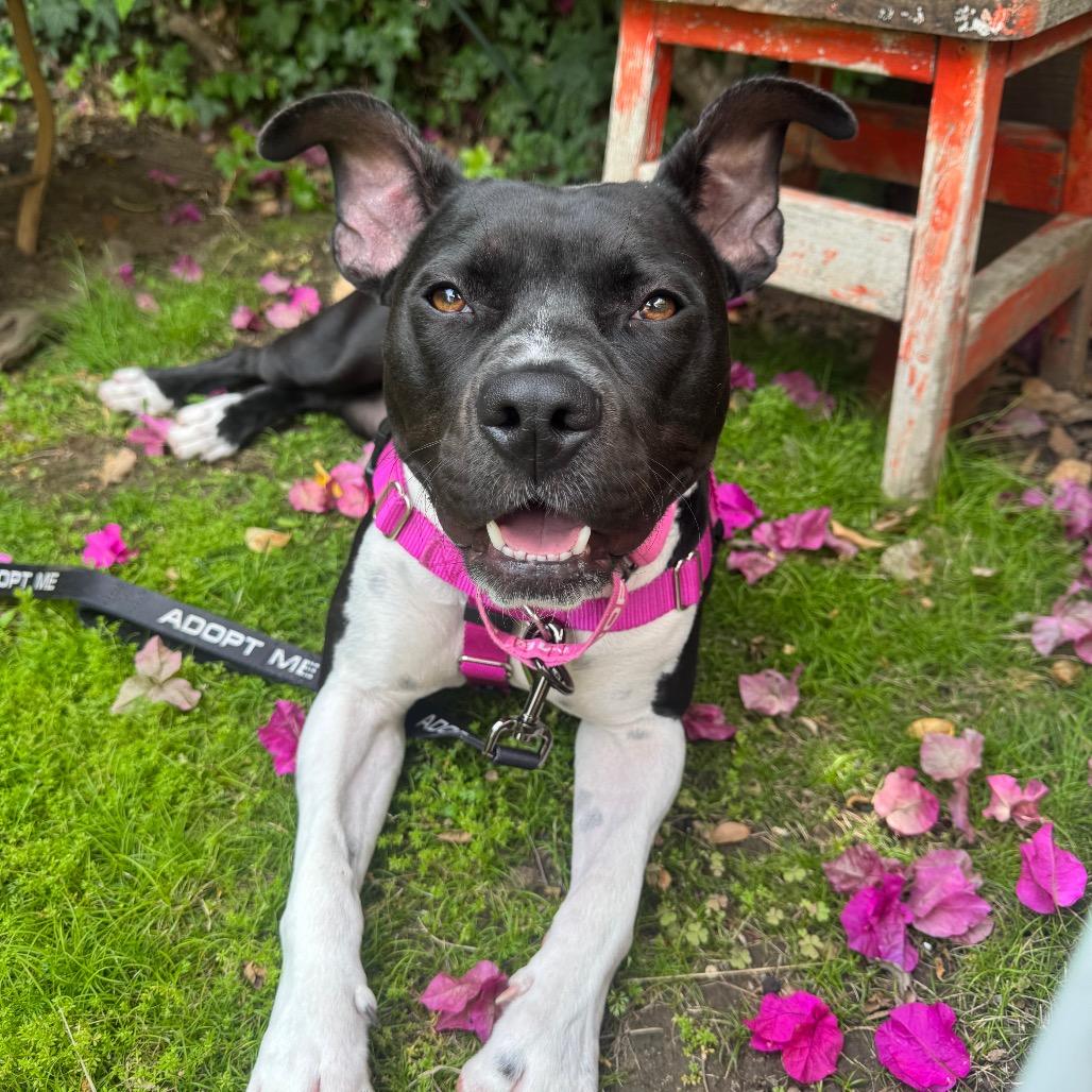 Enlarge Marlene, a Adoptable mixed breed in Pasadena, CA image 3/6