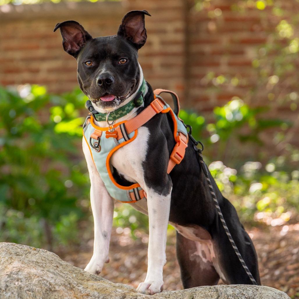 Enlarge Marlene, a Adoptable mixed breed in Pasadena, CA image 4/6