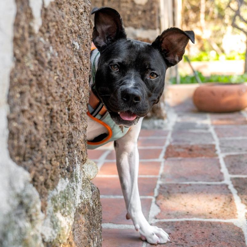 Enlarge Marlene, a Adoptable mixed breed in Pasadena, CA image 5/6