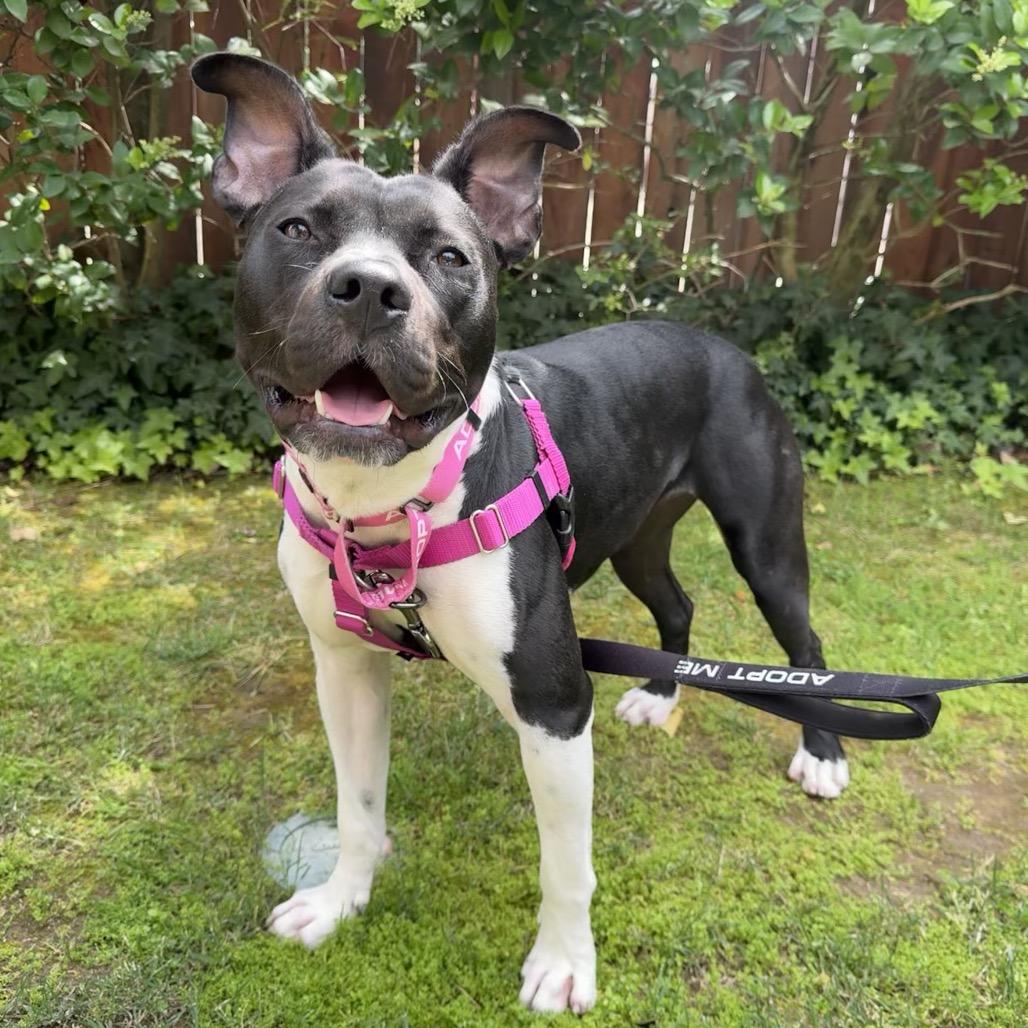Enlarge Marlene, a Adoptable mixed breed in Pasadena, CA image 5/6