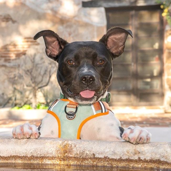 Enlarge Marlene, a Adoptable mixed breed in Pasadena, CA image 6/6