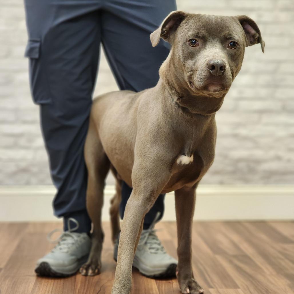 Spirit, Adoptable, Young Male Terrier & Mixed Breed.