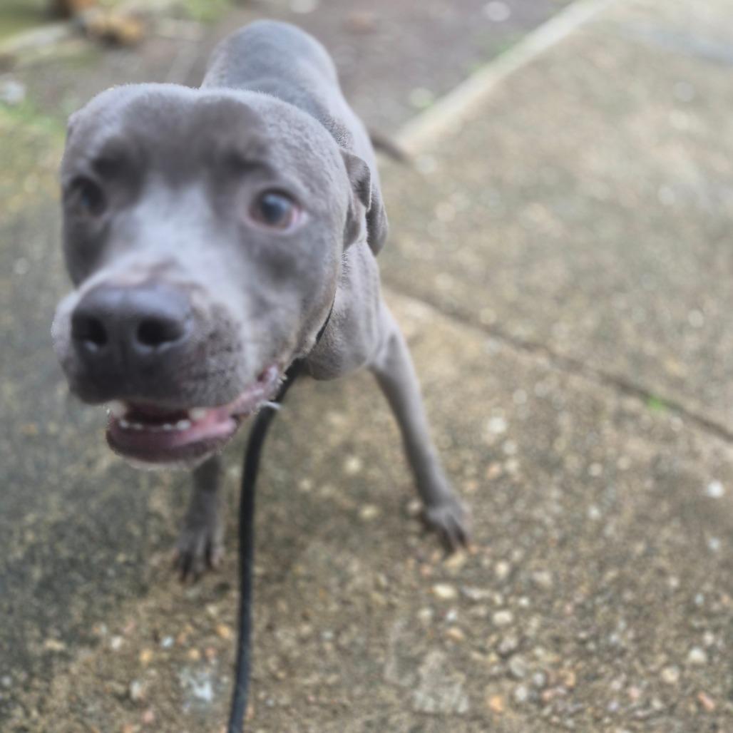 Enlarge Spirit, a Adoptable mixed breed in Montgomery, AL image 2/2