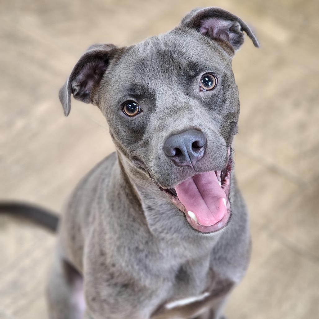 Enlarge Spirit, a Adoptable mixed breed in Montgomery, AL image 3/3