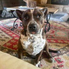 Enlarge Ash (20260425-03), an adopted Cattle Dog in Niagara on the Lake, ON image 1/1