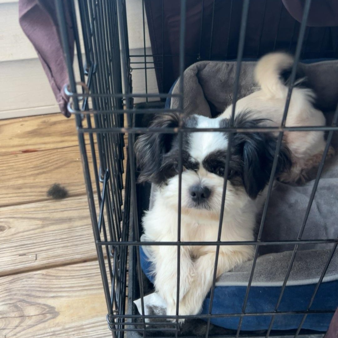 Enlarge Bandit, an adopted Shih Tzu in Raeford, NC image 1/2