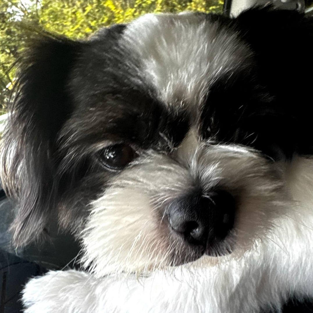 Enlarge Bandit, an adopted Shih Tzu in Raeford, NC image 2/2