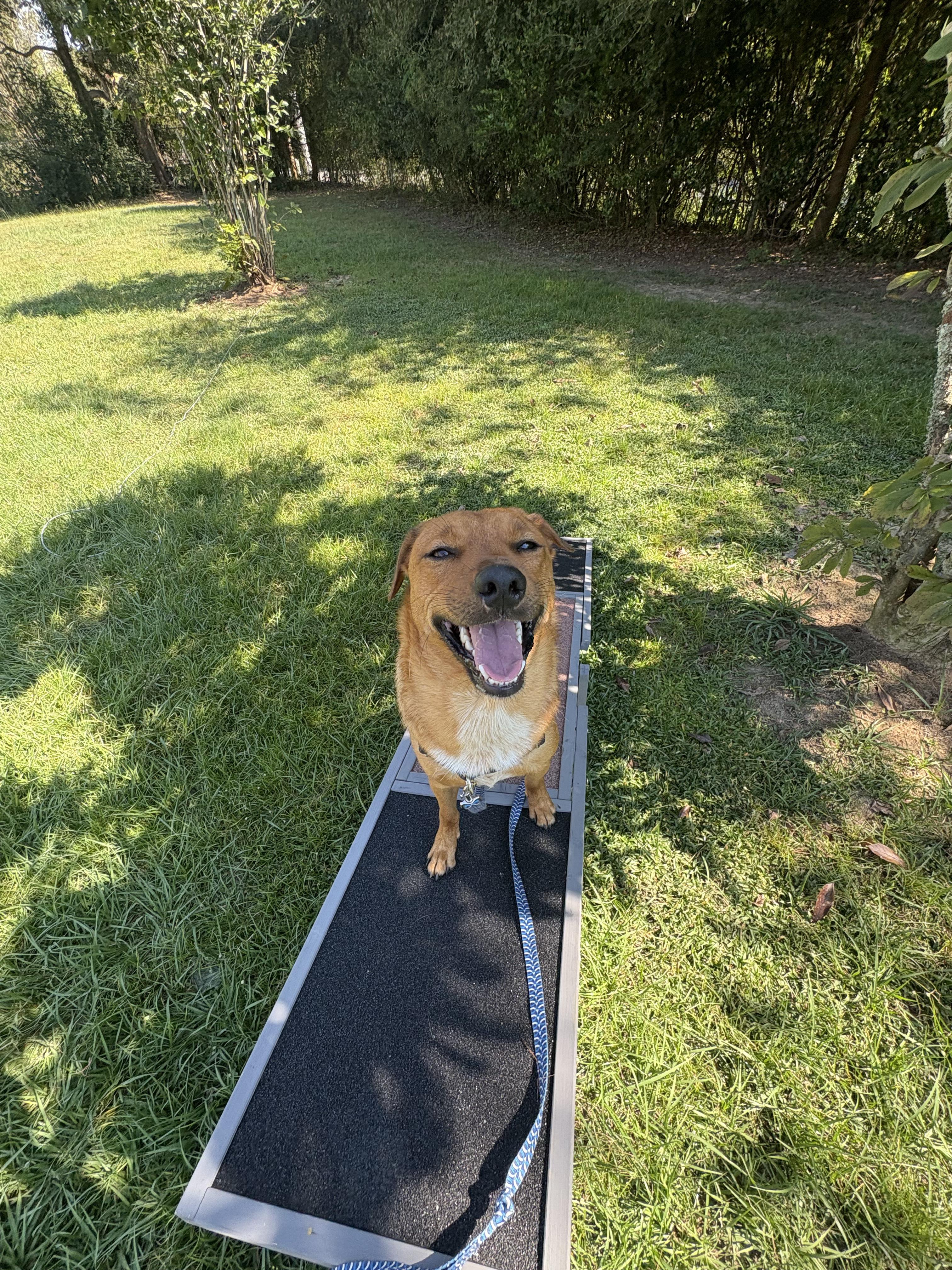 Enlarge Lynryd, a Adopted mixed breed in Foley, AL image 1/4