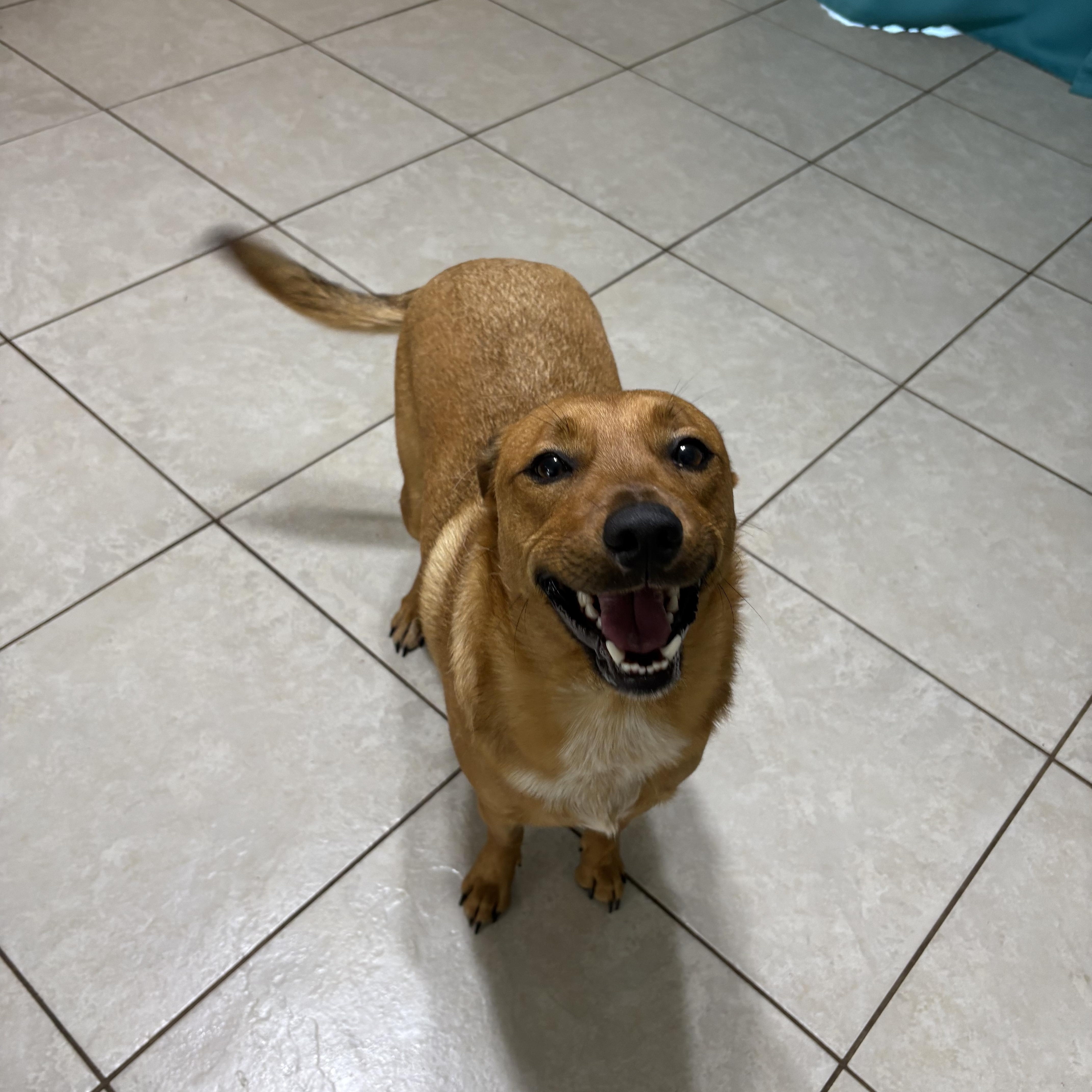 Enlarge Lynryd, a Adopted mixed breed in Foley, AL image 2/4