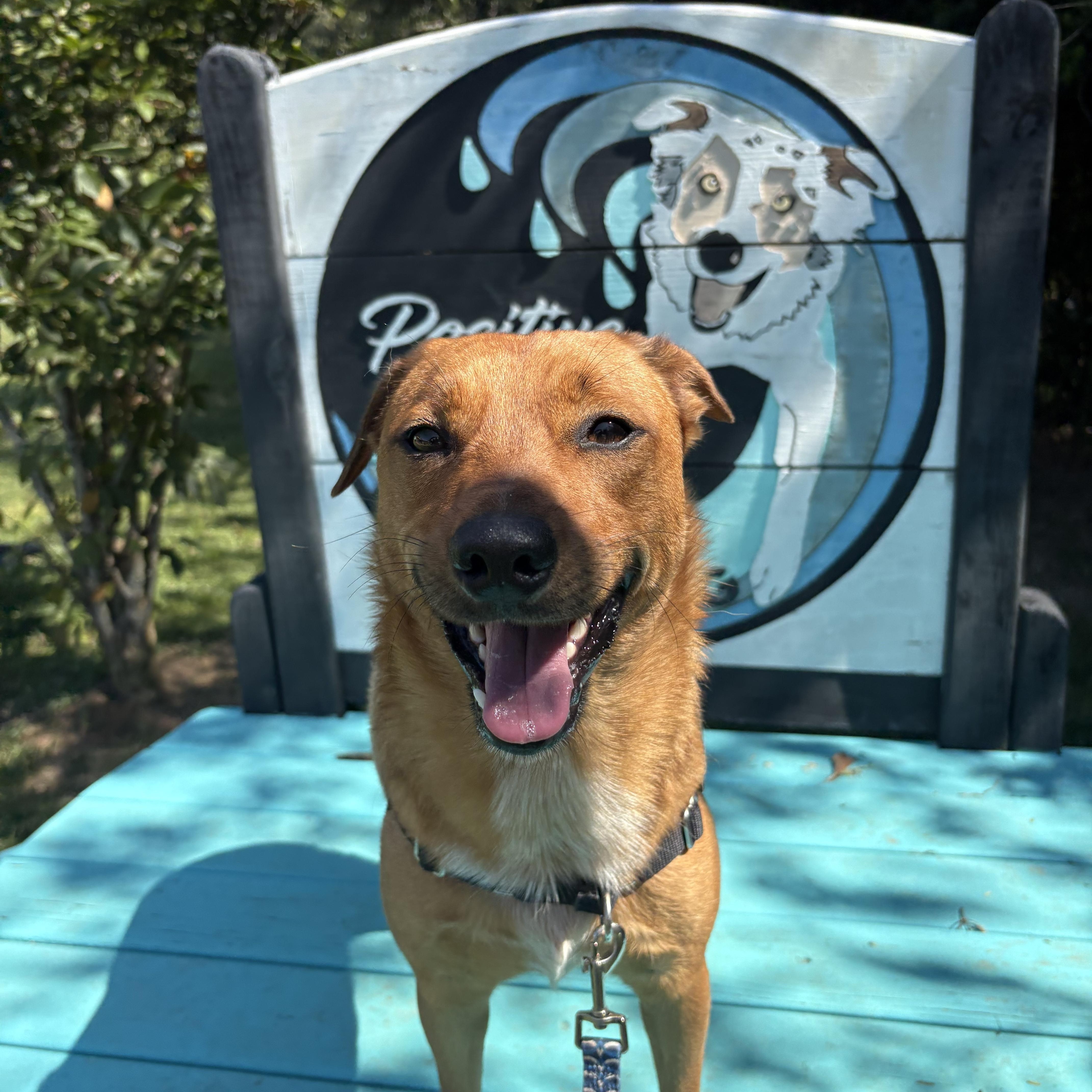 Enlarge Lynryd, a Adopted mixed breed in Foley, AL image 3/4