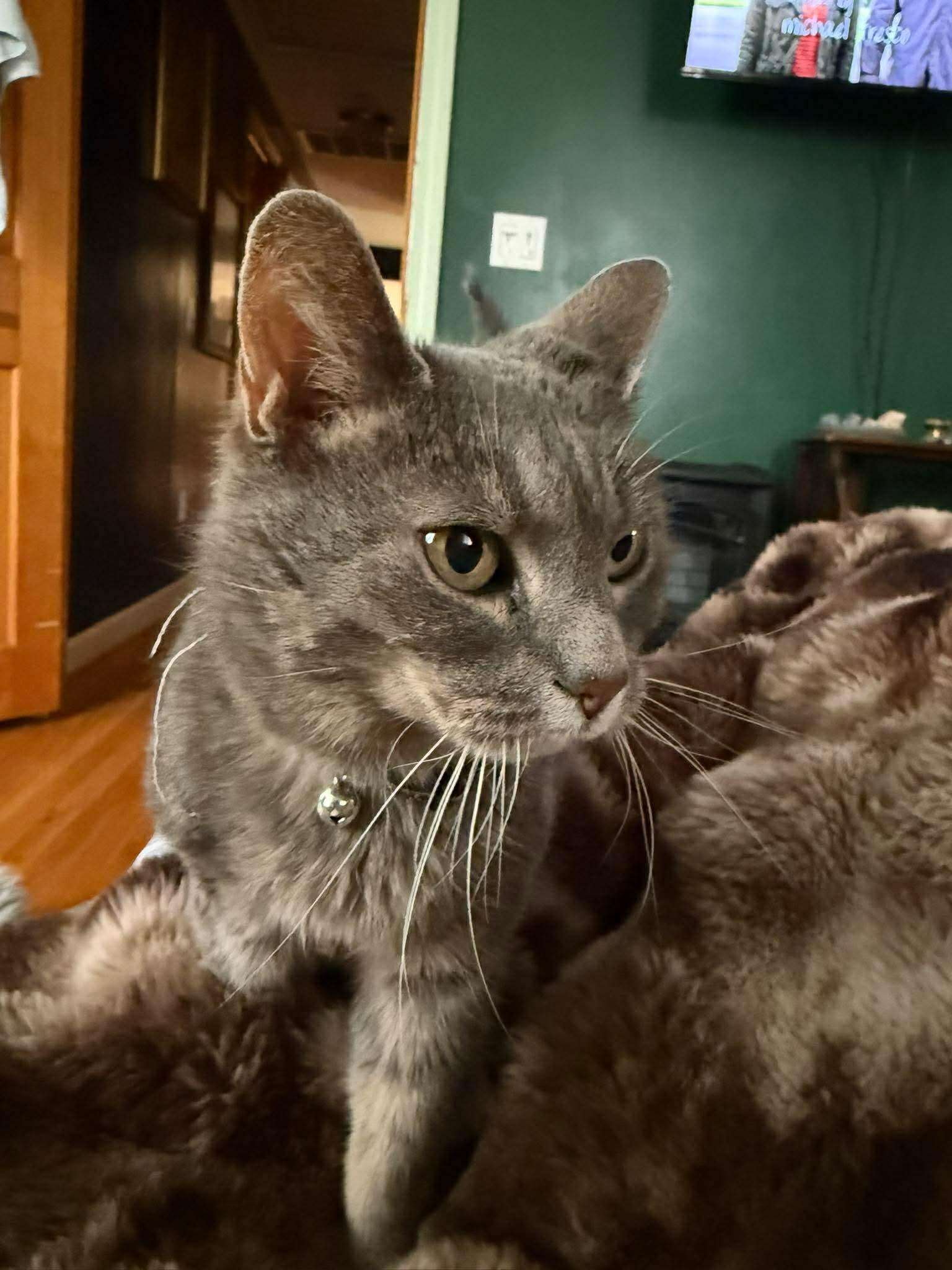 Olive , a ADOPTABLE Domestic Short Hair in Manchester, CT image 3/4