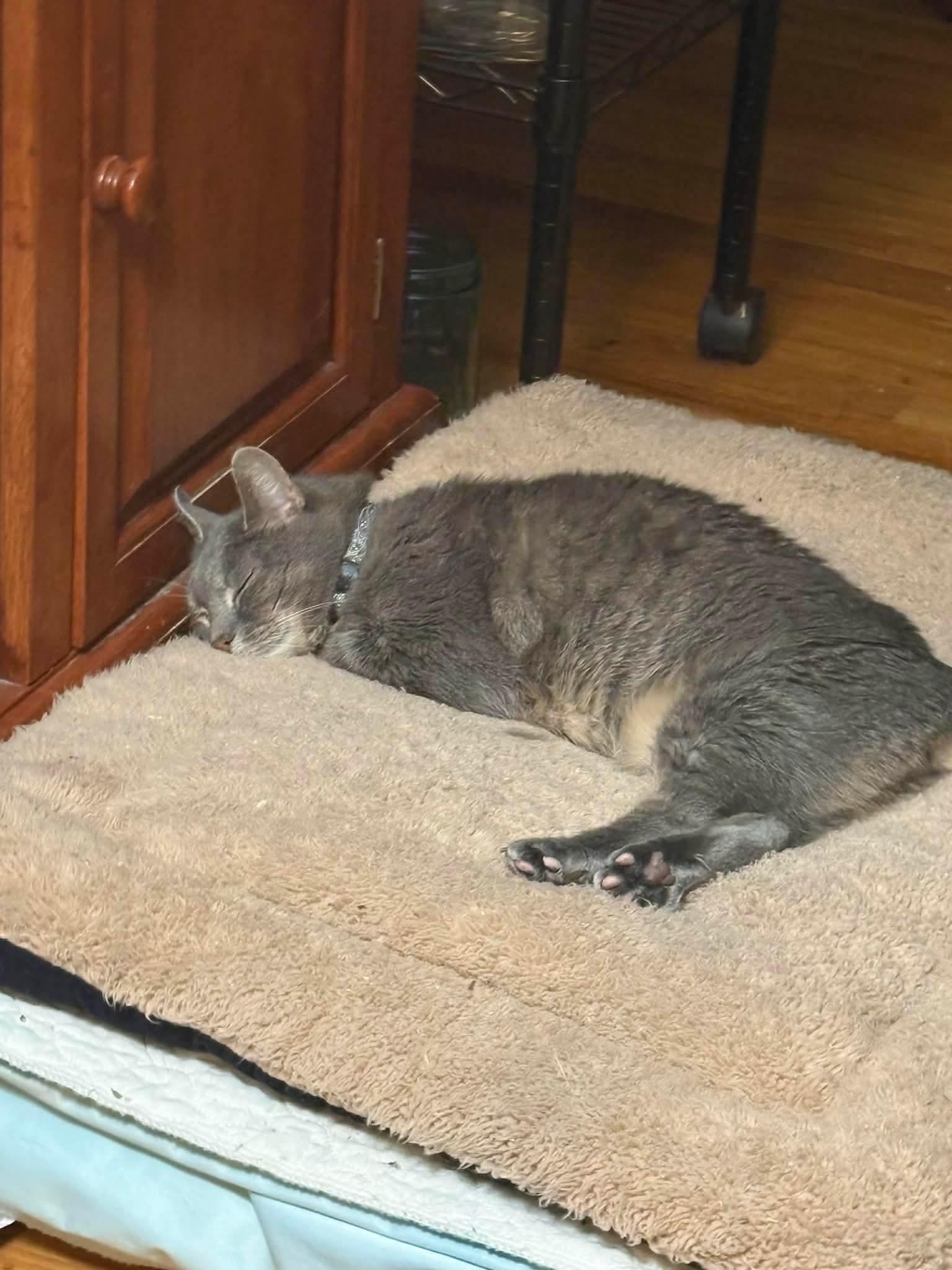 Olive , a ADOPTABLE Domestic Short Hair in Manchester, CT image 4/4