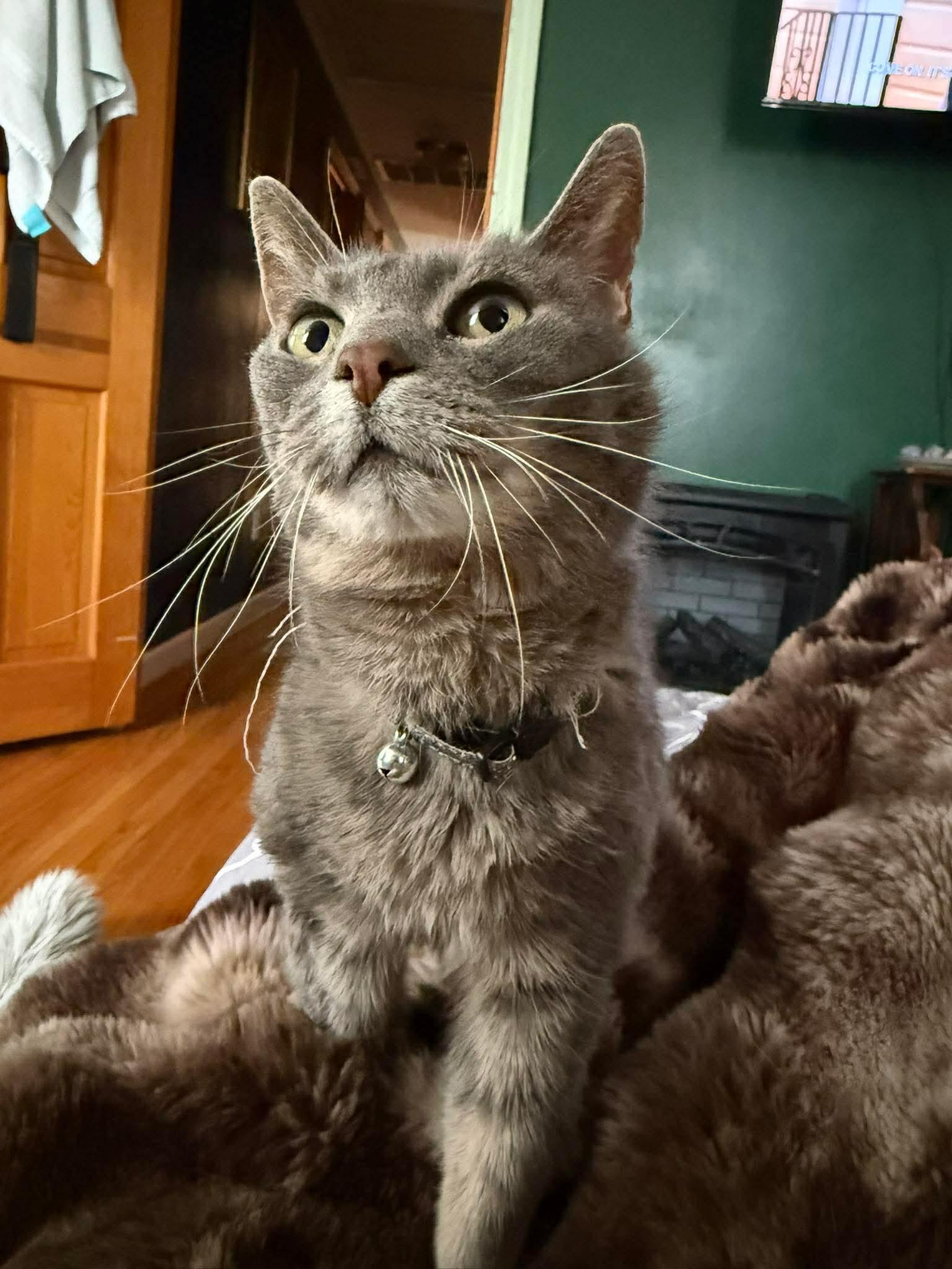Olive , ADOPTABLE, Adult Female Domestic Short Hair.