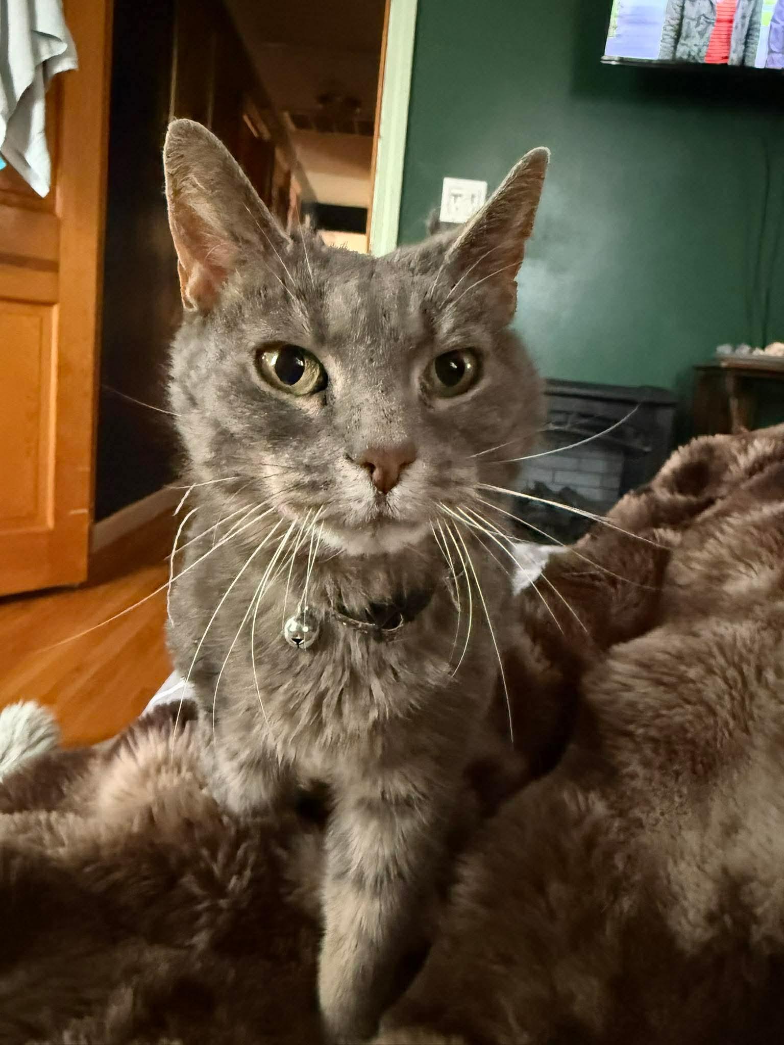 Olive , a ADOPTABLE Domestic Short Hair in Manchester, CT image 2/4