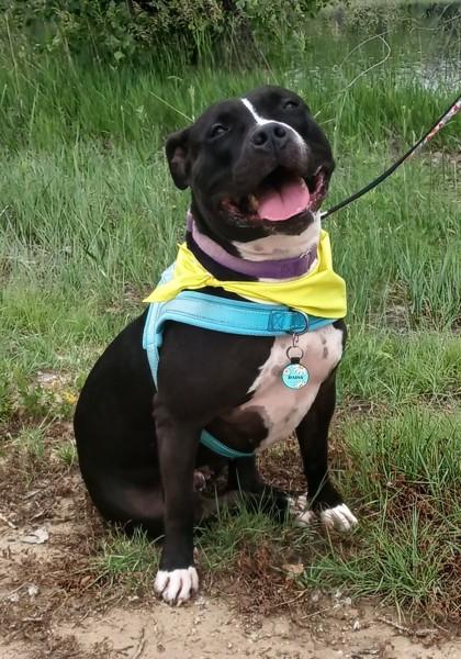 Enlarge Bram, a Adoptable mixed breed in Longmont, CO image 3/3