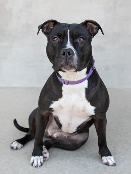 Enlarge Bram, a Adoptable mixed breed in Longmont, CO image 3/3