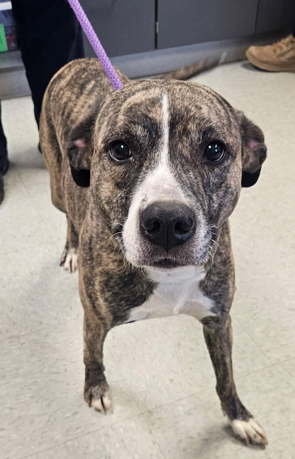 Enlarge Iris, a ADOPTABLE mixed breed in Medina, OH image 2/2