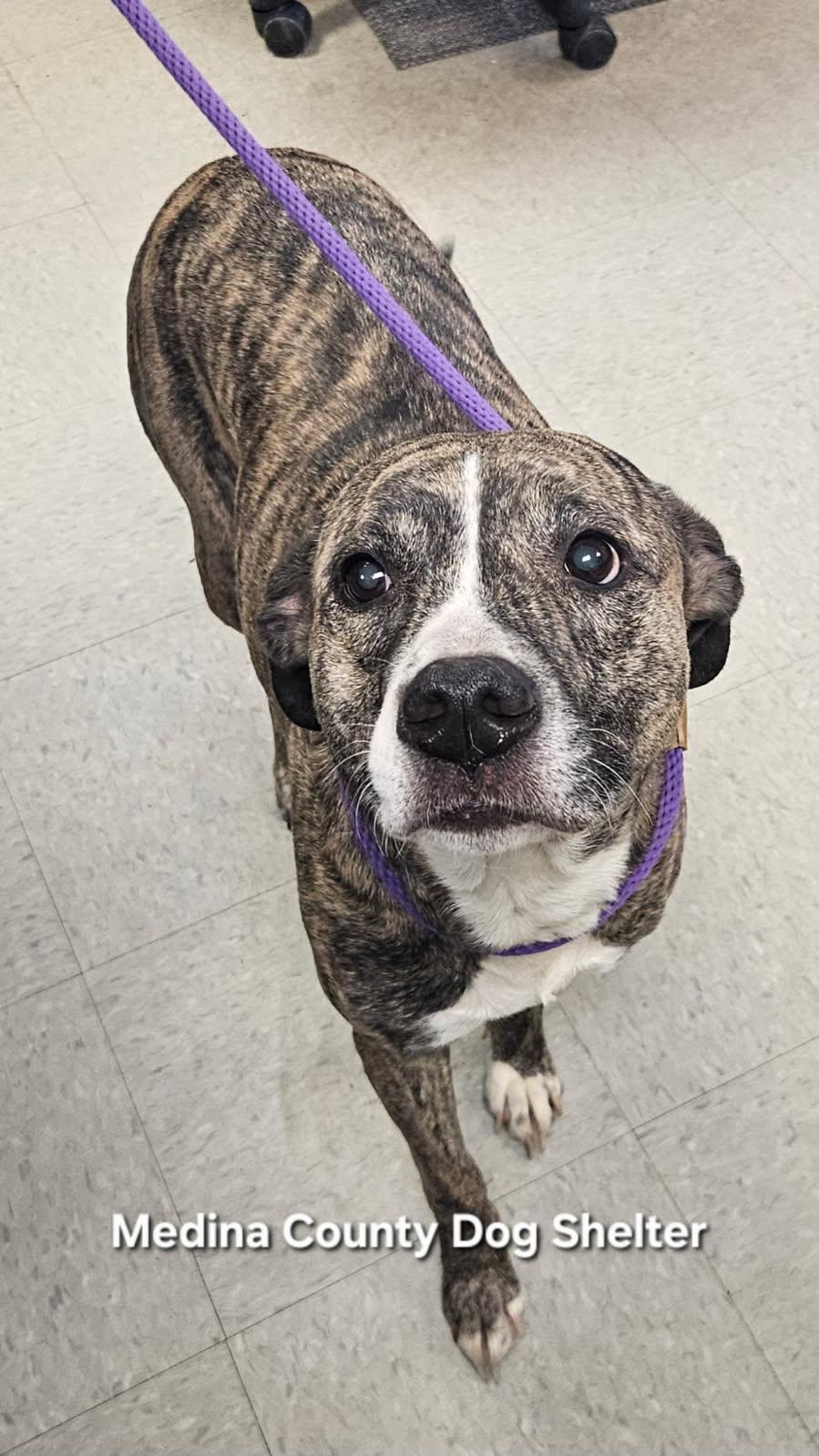 Enlarge Iris, a ADOPTABLE mixed breed in Medina, OH image 1/2