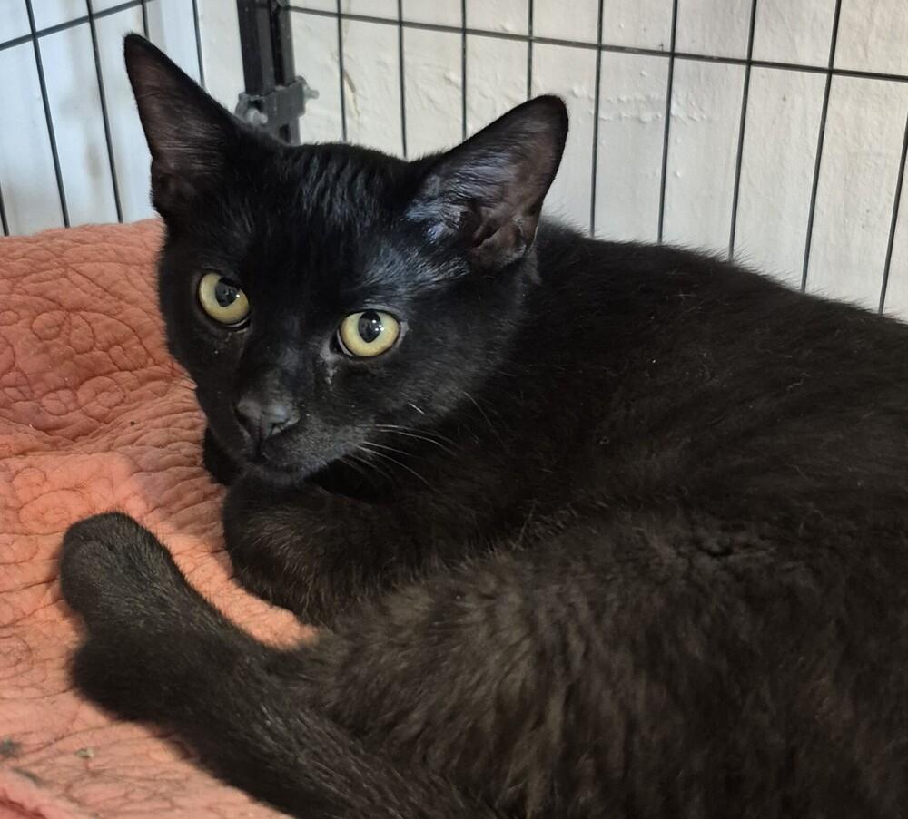 Enlarge Mr. Black, a Adoptable mixed breed in Wild Rose, WI image 1/2